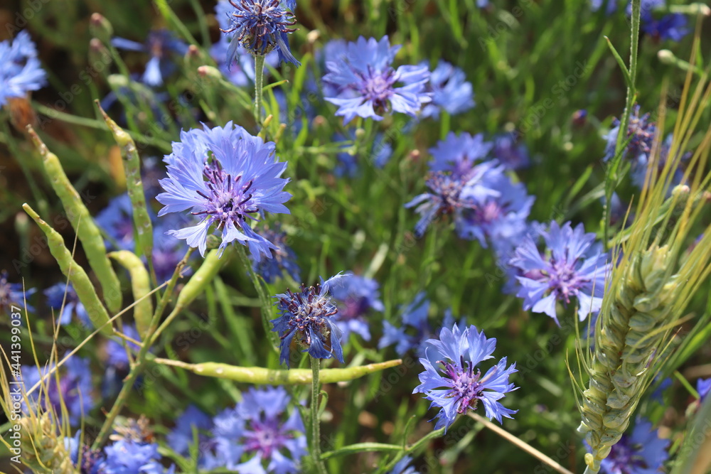 Fototapeta premium kornblumen
