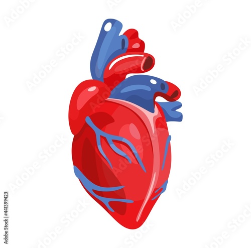 Realistic cartoon heart icon isolated on white background. Colorful human organ 3d vector illustration. Human anatomy for medical, science or healthcare designs. Flat style.