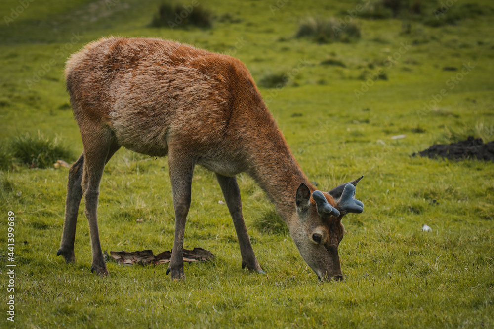A deer grazing upon the grass in a field in Tatton Hall. A deer grazing upon the grass in a field in Tatton Hall.