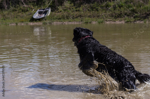 golden retriever lac 4