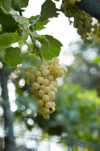A green bunch of grapes hanging in an Italian vineyard