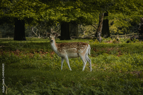 Fototapeta Naklejka Na Ścianę i Meble -  A young deer standing nestled under the trees in Tatton Hall.