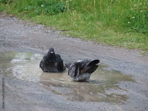 鳩が仲良く水浴び