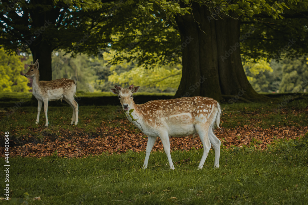Two young deer standing together nestled under the trees in Tatton Hall. Two young deer standing together nestled under the trees in Tatton Hall.