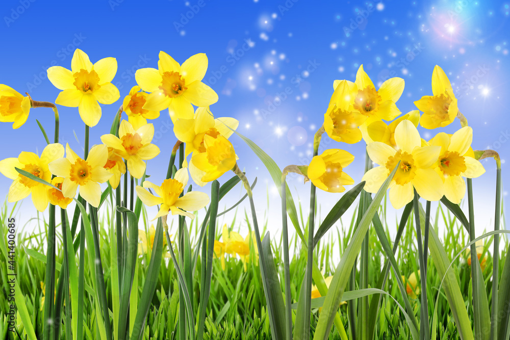 Fototapeta premium Beautiful yellow daffodils outdoors on sunny day