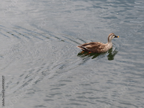 彷徨うカルガモ