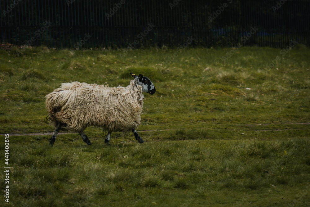Obraz premium A lone sheep running through a field in Tatton Park.