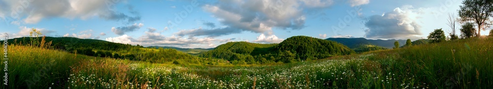 Panorama of wildflowers, daisies in the mountains Panorama of wildflowers, daisies in the mountains