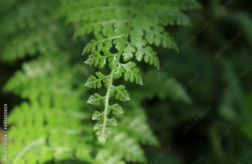 The tip of a hairy fern leaf with divided branches