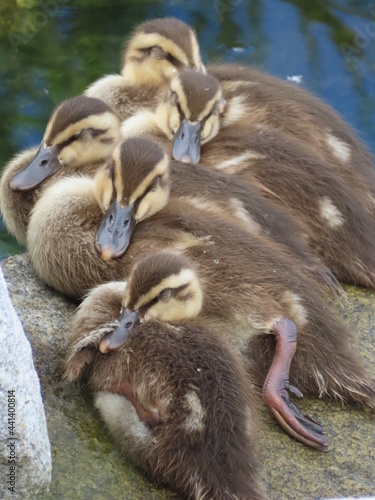 子カルガモの昼寝