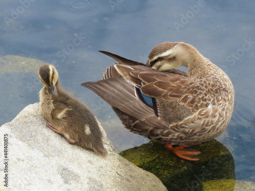 カルガモの親子が毛繕い