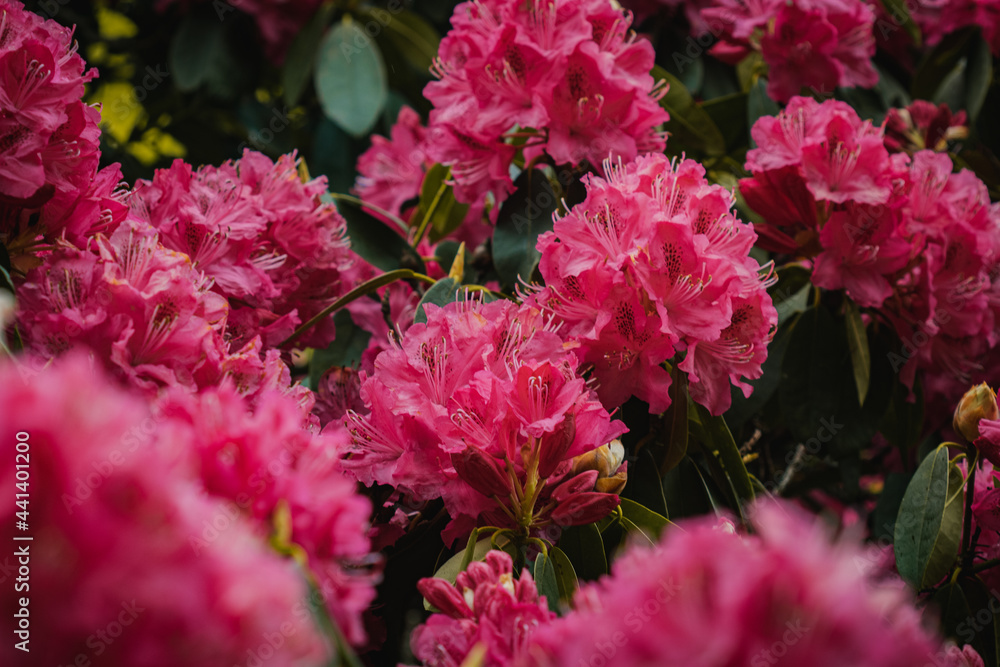 A grouping of magenta flowers blooming in Tatton Park. A grouping of magenta flowers blooming in Tatton Park.