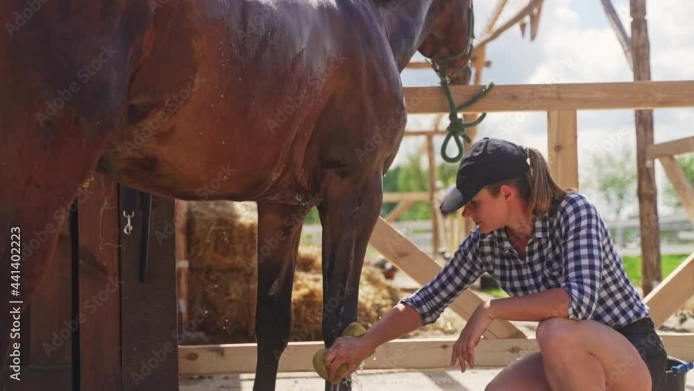 Young female caretaker giving a bath to a dark bay horse in the stable