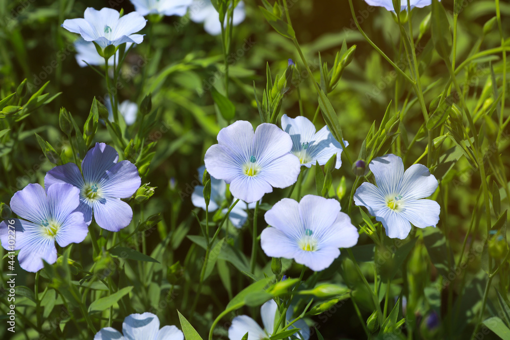 Beautiful blooming flax plants in field on sunny day Beautiful blooming flax plants in field on sunny day