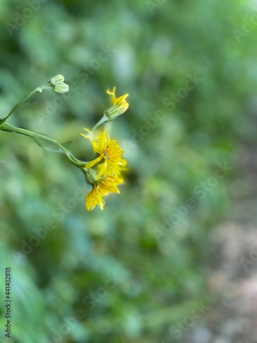 Gelbe Blume im Wald