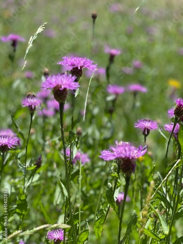 lila Blumen im Sommer