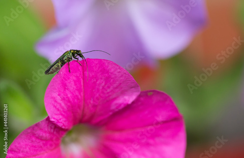 Close up of a Jewel Beetle resting on a vibrant pink petunia, with a natur
