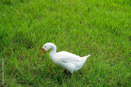 white geese on green lawn, geese walking on lawn.