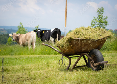 Wallpaper Mural cows in a farm Torontodigital.ca