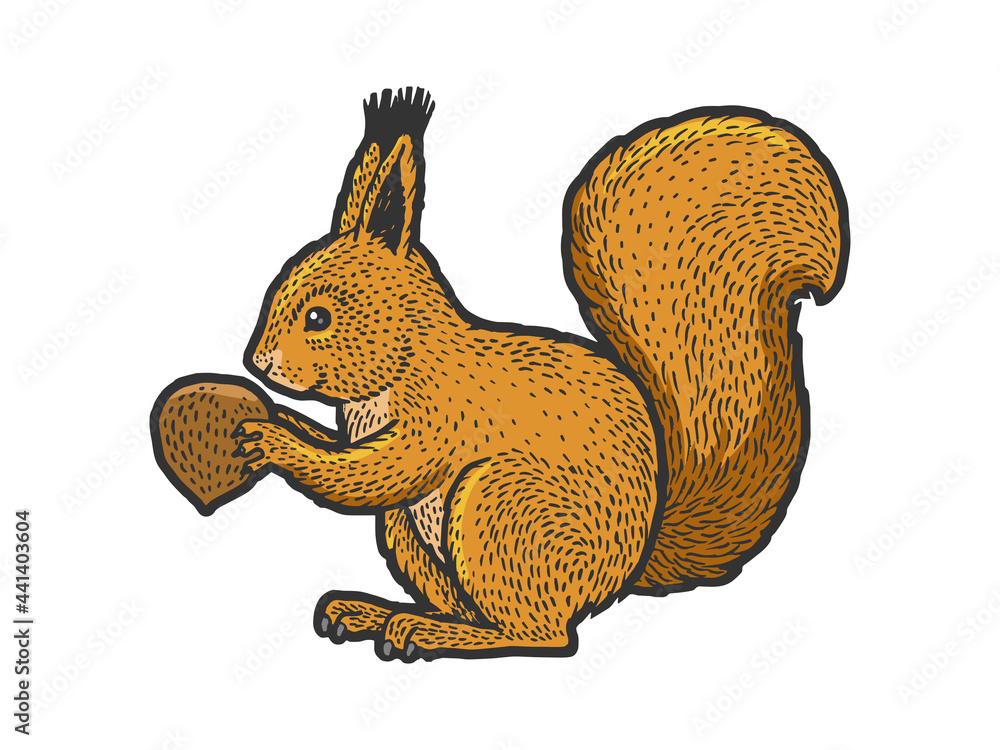 squirrel with nut color line art sketch engraving vector illustration. T-shirt apparel print design. Scratch board imitation. Black and white hand drawn image. squirrel with nut color line art sketch engraving vector illustration. T-shirt apparel print design. Scratch board imitation. Black and white hand drawn image.