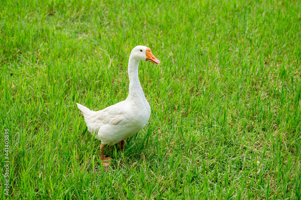 white geese on green lawn, geese walking on lawn. white geese on green lawn, geese walking on lawn.