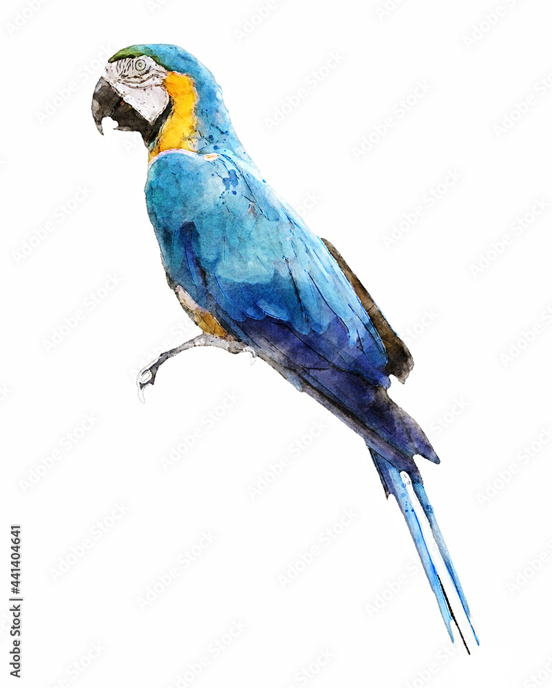 Colorful colorwater drawing Macaw bird background.