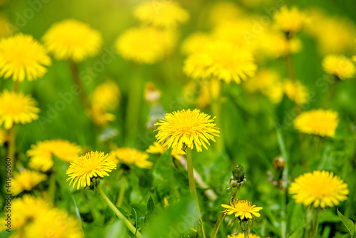 Yellow dandelions blooming on grass background 