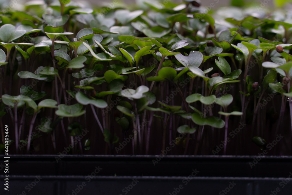 Obraz premium microgreens green close up flower grow fresh farm 