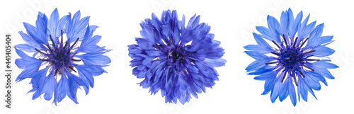 Photos Set with beautiful blue cornflowers on white background