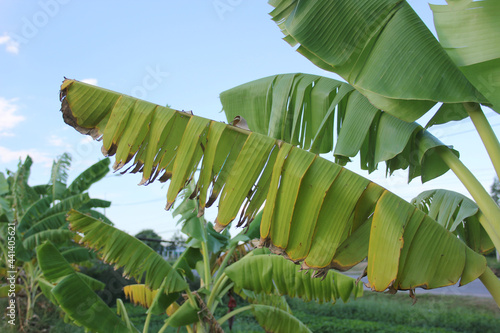 the banana tree is getting sick to panama disease or dead banana tree