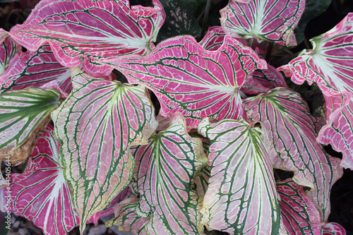Caladium or queen of the leaves of the heart. Scientific name: Caladium Bicolor Vent. An ancient bon with pink leaves.