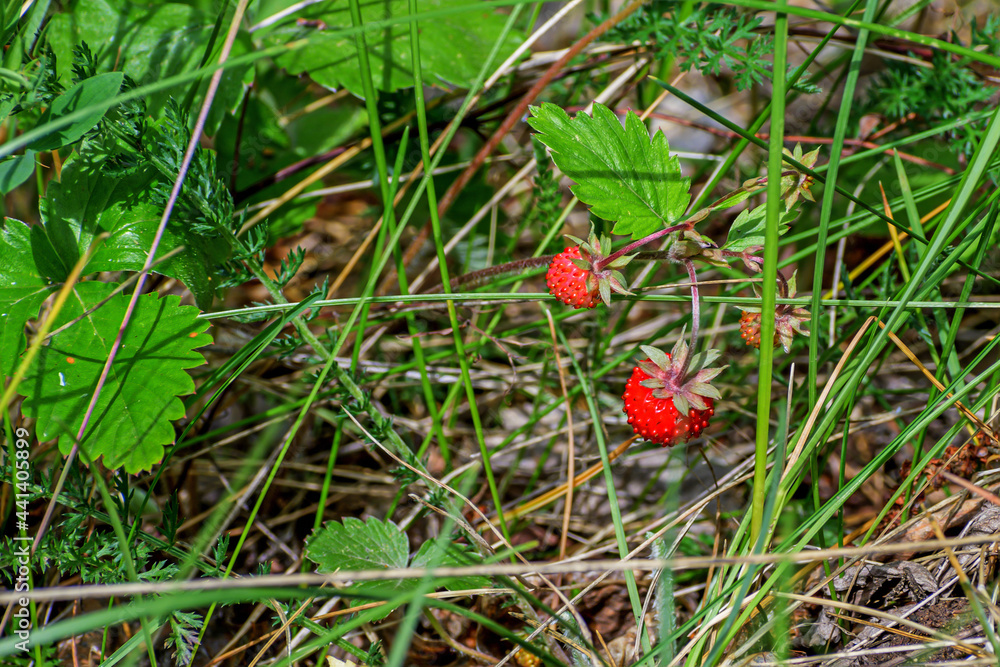 Wild strawberries on a summer day close-up Wild strawberries on a summer day close-up