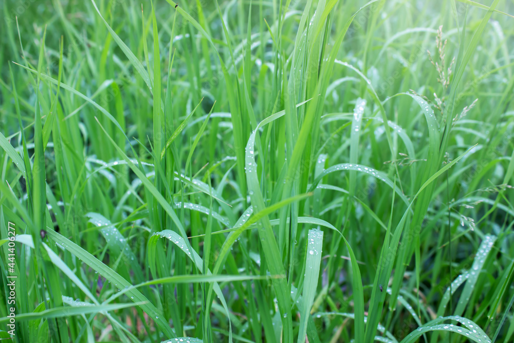 Background of fresh green grass. Close-up Background of fresh green grass. Close-up