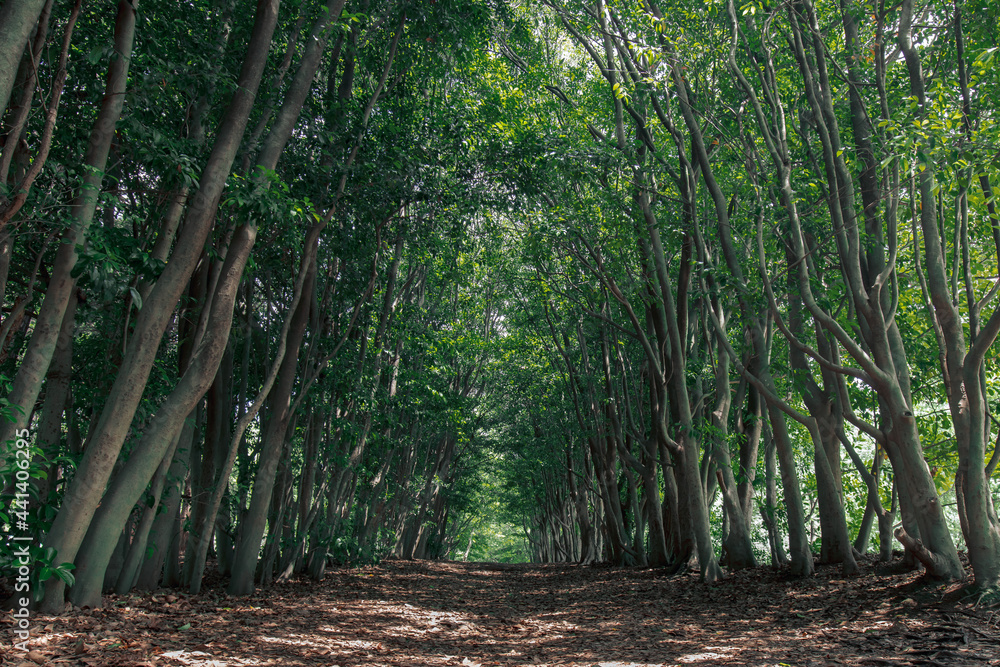 Obraz premium 大府市 大府みどり公園の新緑の森