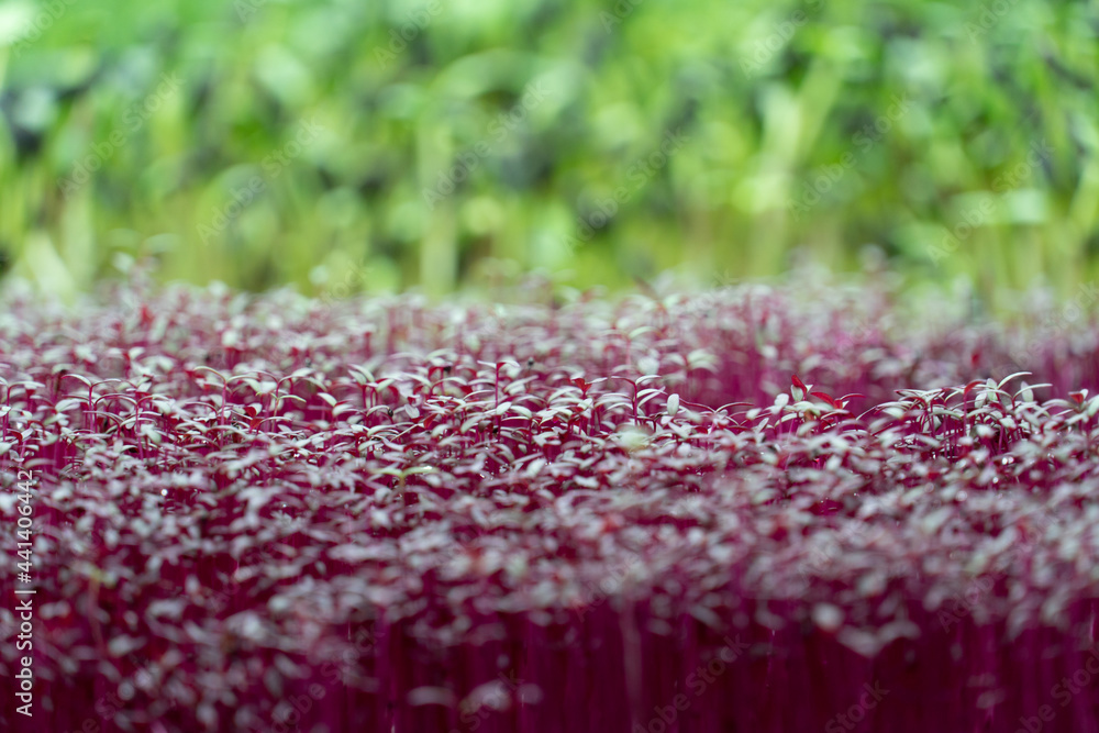 Fototapeta premium microgreens green close up flower grow fresh farm 
