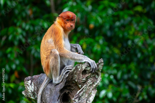 Foraging, conservation animals, animals, proboscis monkey