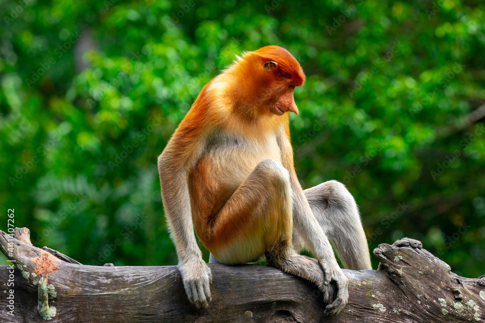 Fototapeta premium Foraging, conservation animals, animals, proboscis monkey