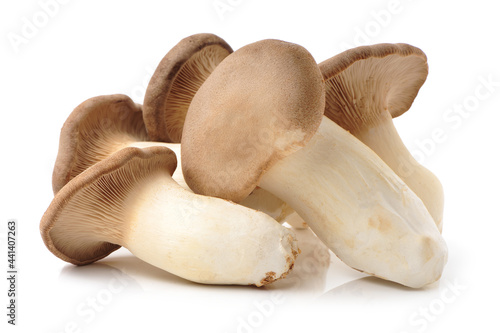 King oyster mushroom Pleurotus eryngii on white background 