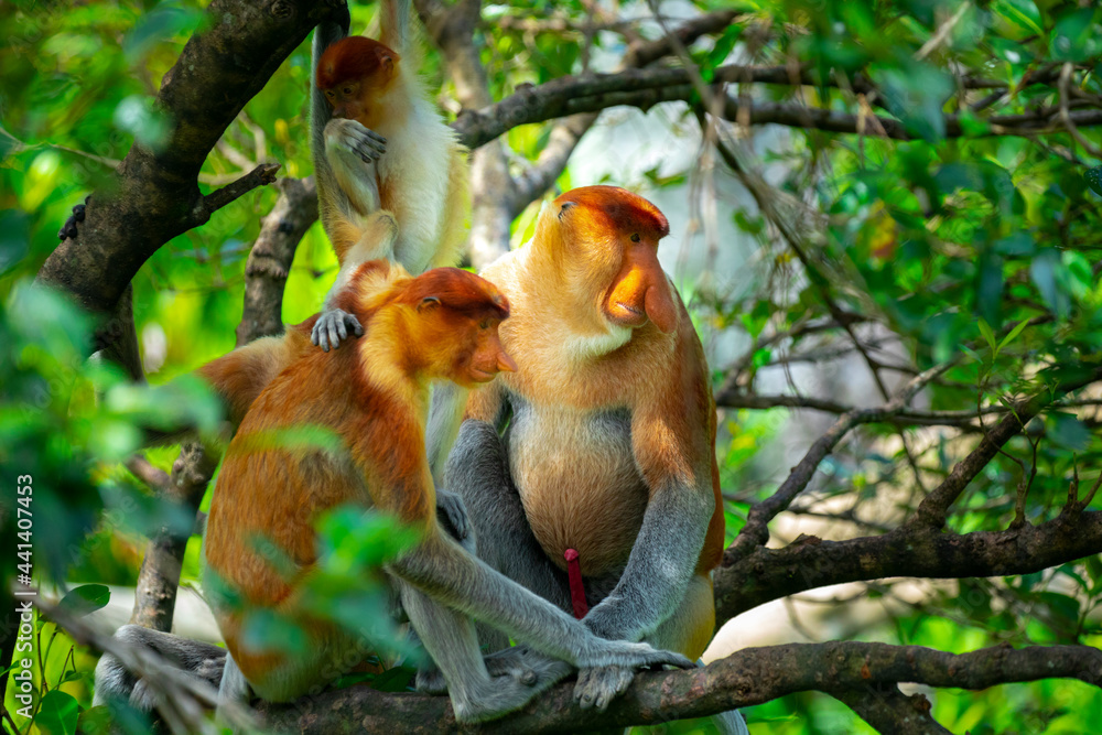 Fototapeta premium Foraging, conservation animals, animals, proboscis monkey