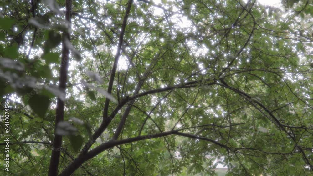 Green trees in the rain, dreamy soft light breaks through the foliage. Green trees in the rain, dreamy soft light breaks through the foliage.
