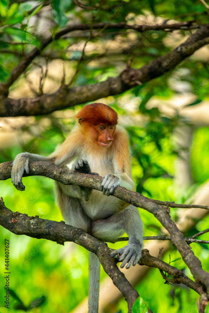 Fototapeta premium Foraging, conservation animals, animals, proboscis monkey