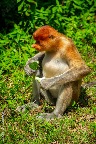 Foraging, conservation animals, animals, proboscis monkey © wu shoung
