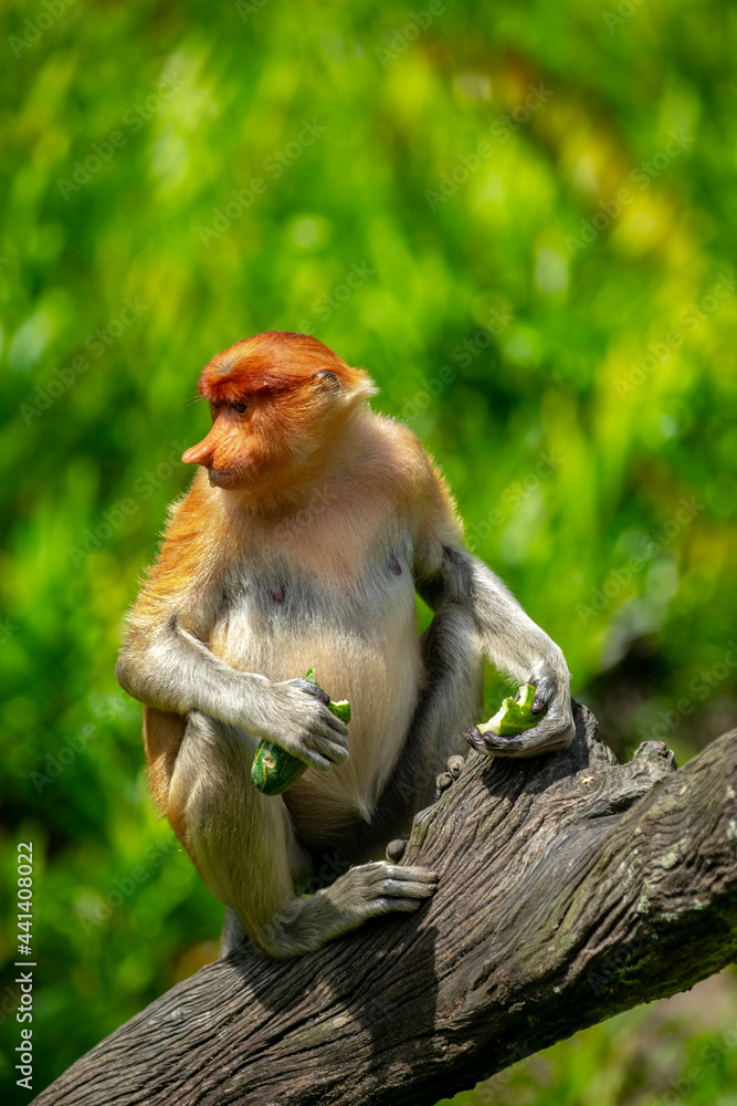 Naklejka premium Foraging, conservation animals, animals, proboscis monkey