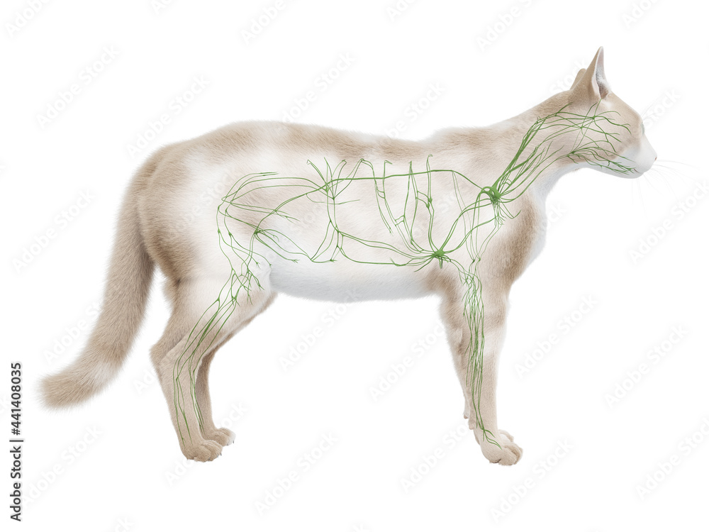 3d rendered illustration of the cat anatomy - the lymphatic system