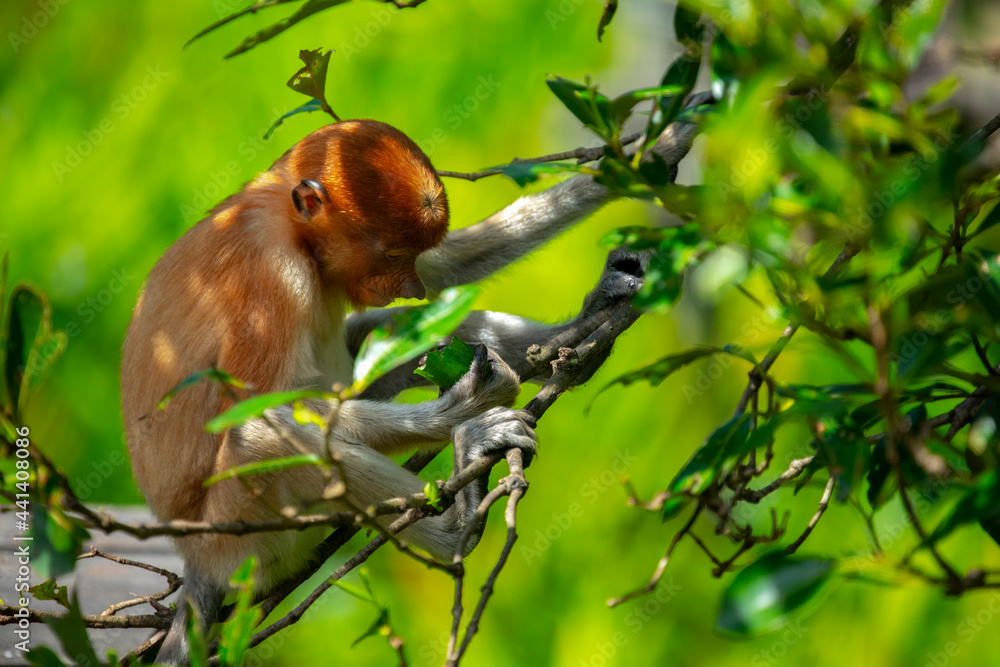 Fototapeta premium Foraging, conservation animals, animals, proboscis monkey