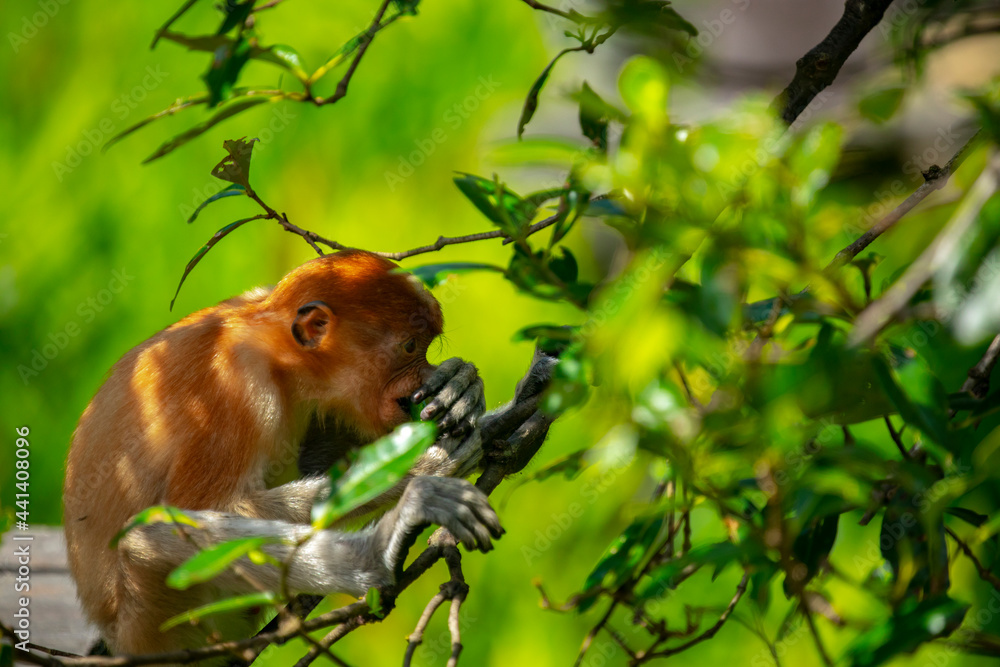 Obraz premium Foraging, conservation animals, animals, proboscis monkey