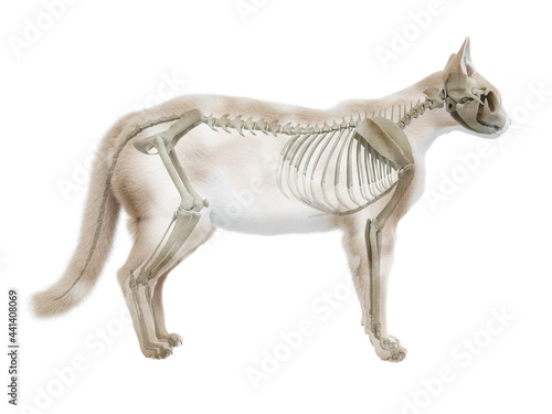 3d rendered illustration of the cat anatomy - the skeletal system