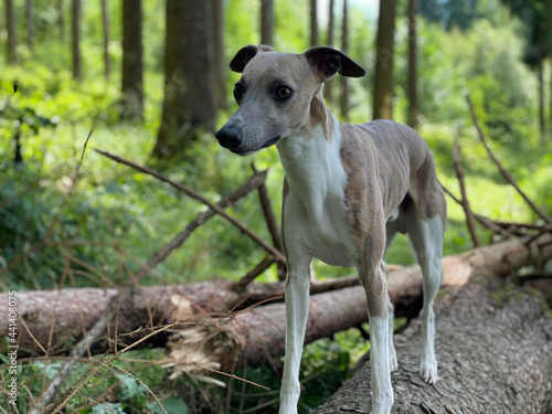 Hund whippet windhund im wald