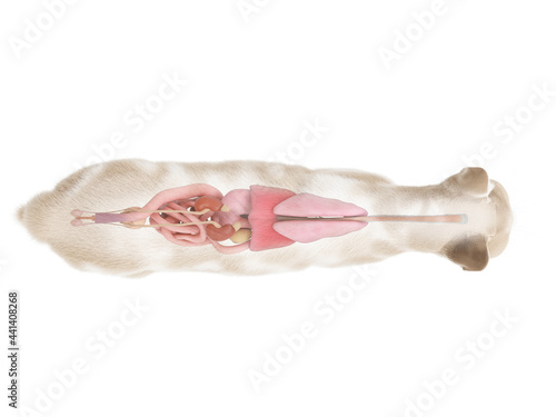 3d rendered illustration of the cat anatomy - the organs