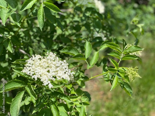 Holunder Blume weiss